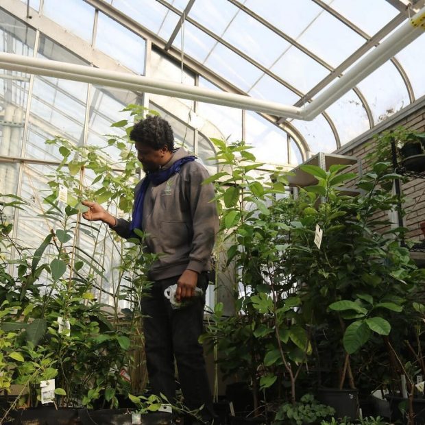 A photograph of Hamidou looking at plants in a greenhouse.