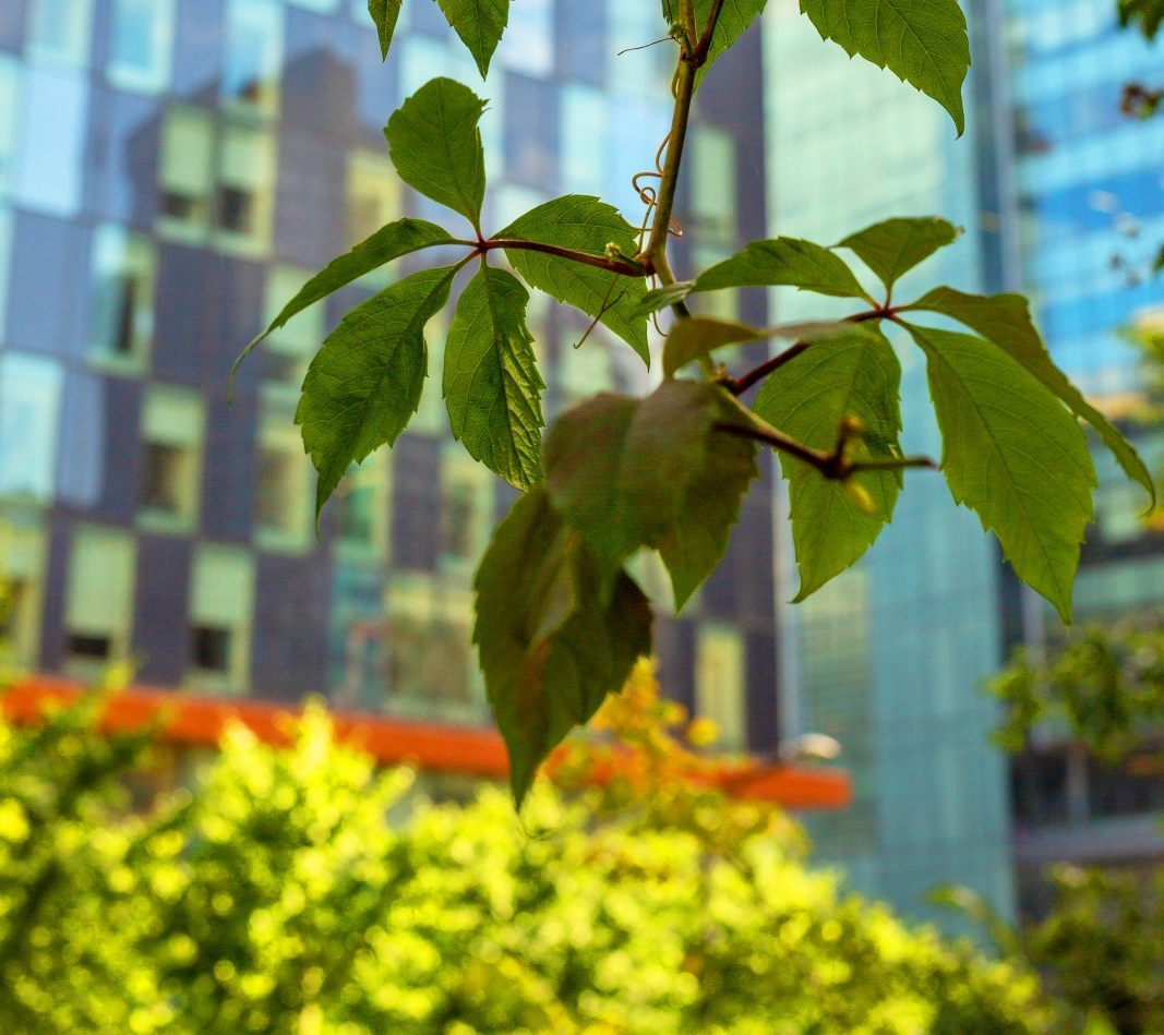 A view of new leaves by the SGW campus