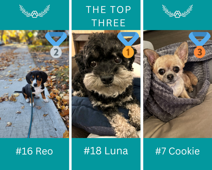 2024 Centraide Pet Photo Contest winners Images of the top three pets who received the most votes. First place is Luna, second place is Reo and the third place is Cookie.