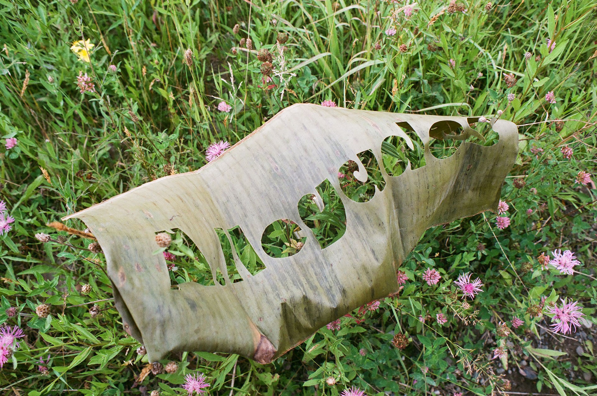 Feuille de plantain découpée au laser avec le titre de l'exposition A.Ilegades reposant sur un champ de fleurs roses sauvages