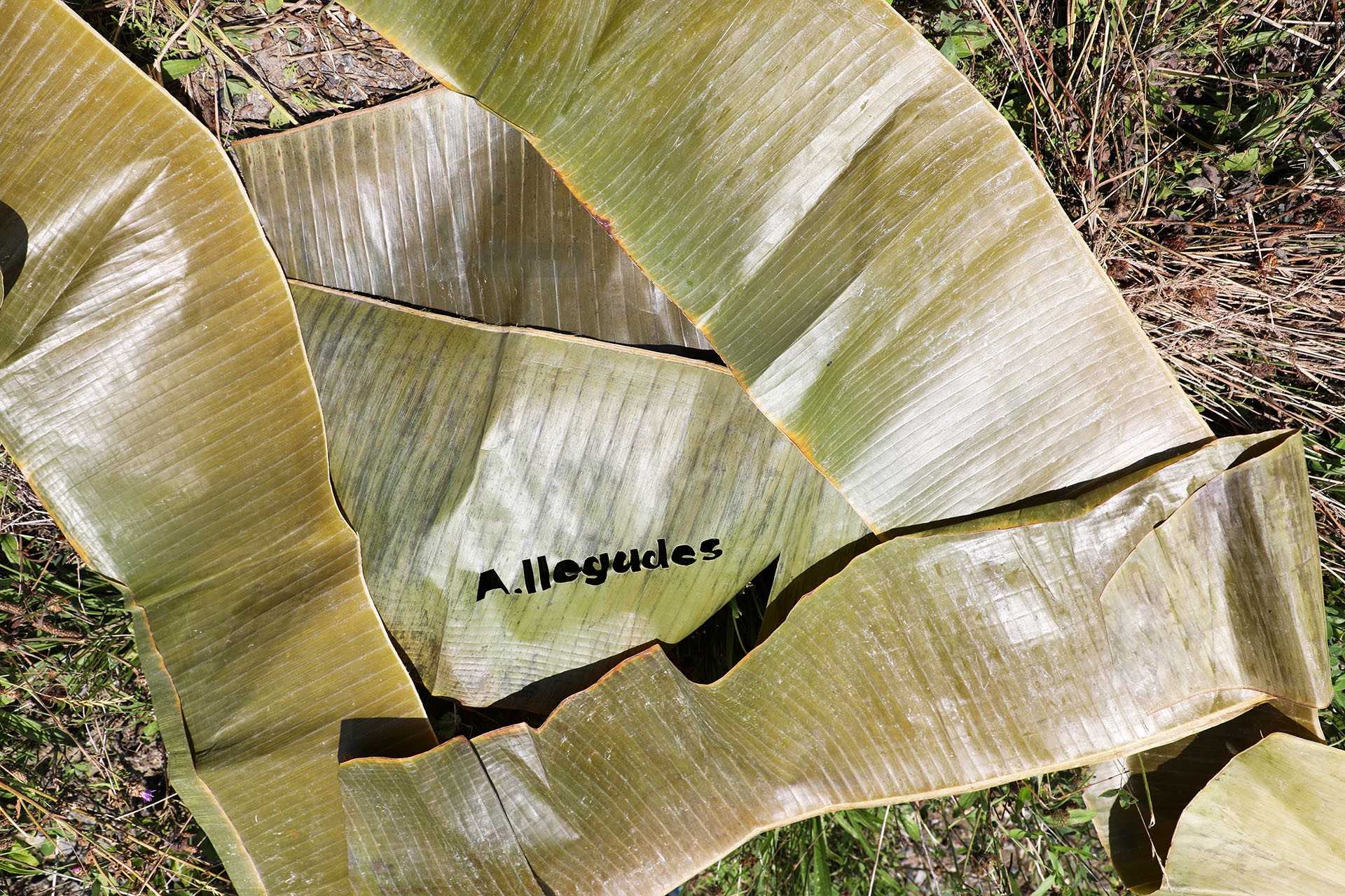 Une composition de feuilles de plantain, dont l'une a été découpée au laser avec le titre de l'exposition A.Ilegades.  