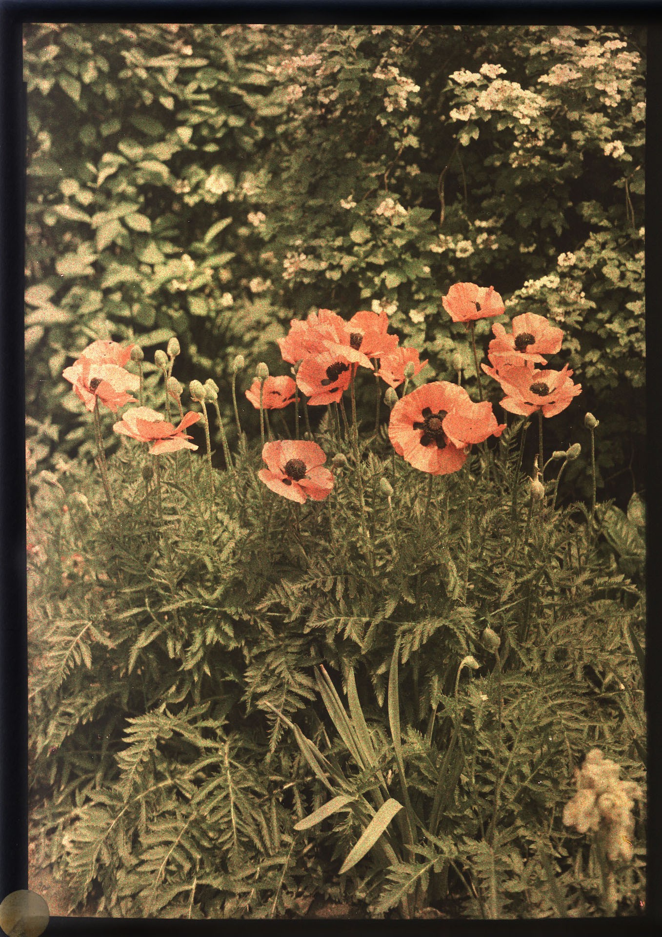 autochrome of red poppies surrounded by greenery