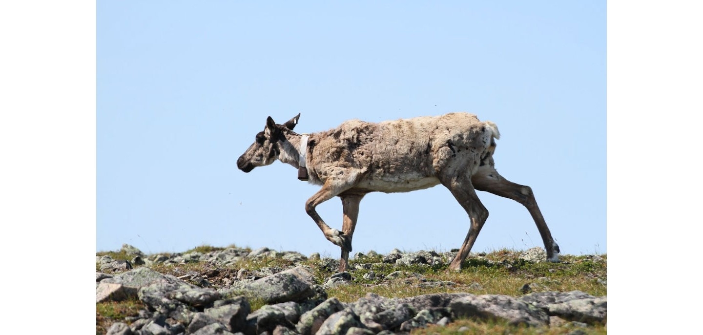 A woodland caribou walking along a rocky crest atop a mountain peak. She is shedding her winter coat of fur and is wearing a GPS tracking collar.