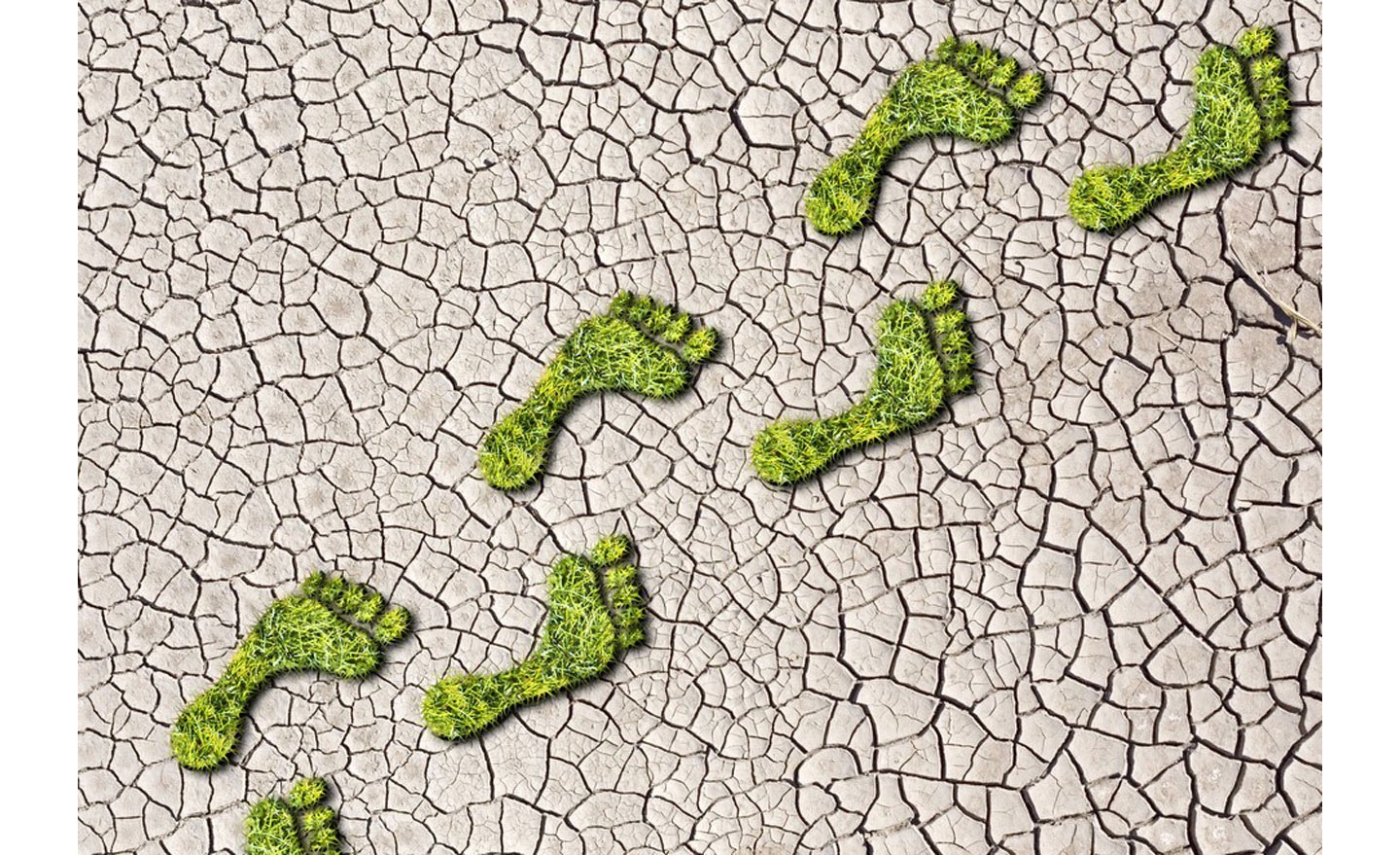 Green grass growing in footprints on a cracked earth background.
