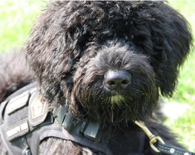 Newton Headshot of a black Portuguese water dog, wearing a harness