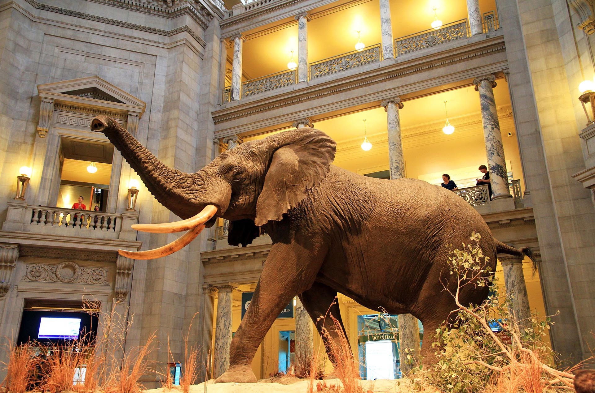 A to-scale mummified or sculpted brown elephant stands on display in a large domed room several floors high. Each floor has railings where people can stand to view the display. What appear to be marble Doric columns run the length of each floor.