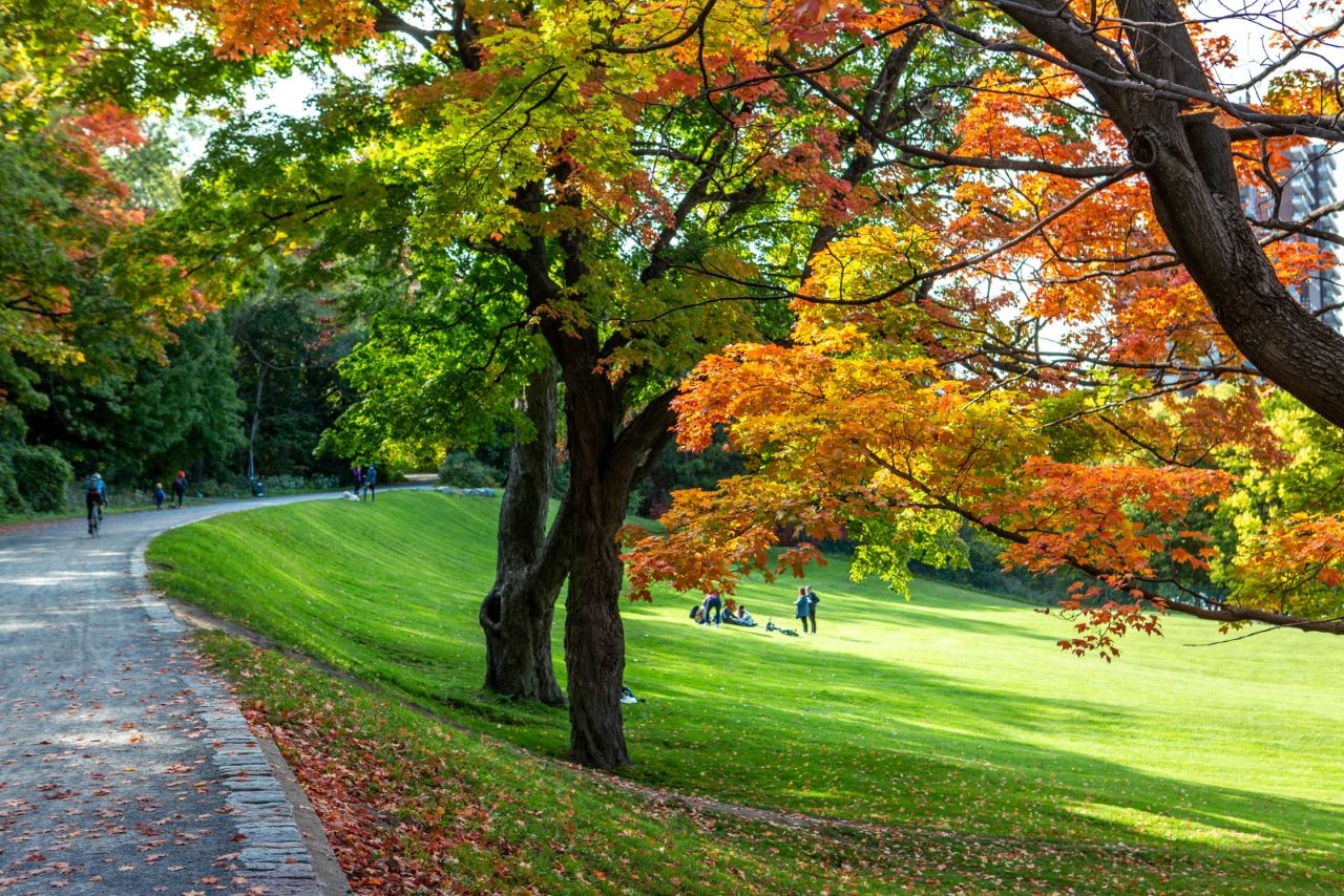 A group of people lounging in Mont Royal park in the autumn