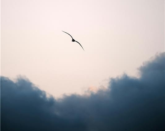 bird flying in the sky