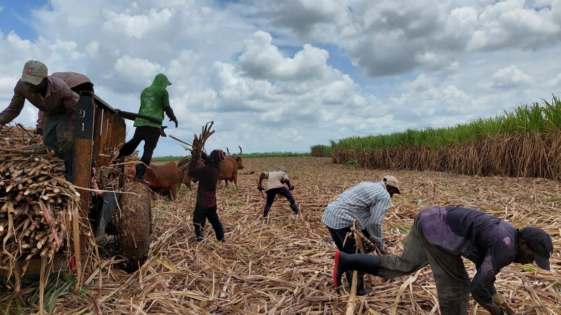 Seven Haitian sugarcane workers in a field busily loading a cart pulled by oxen.