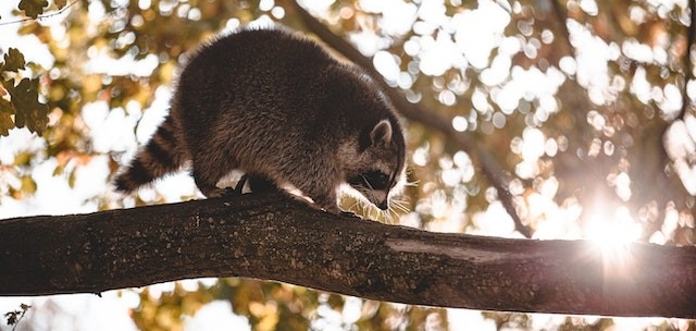 Raccoon on a branch