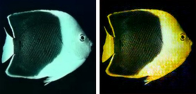 Side-by-side comparison of two fish images: the left image shows a fish with dull, blue-green hues, while the right image shows the same fish with restored vibrant yellow and black colors, demonstrating the AI's ability to enhance underwater image clarity and color.