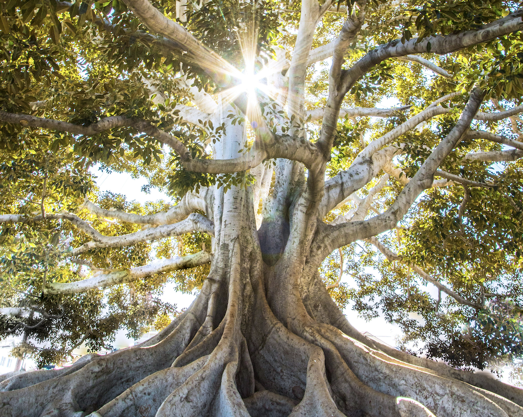 Top 3 challenges and opportunities in promoting biodiversity through sustainable investment