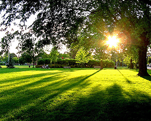 What do you want to see in Montreal's parks?