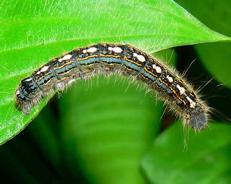 Lights, camera, caterpillars!