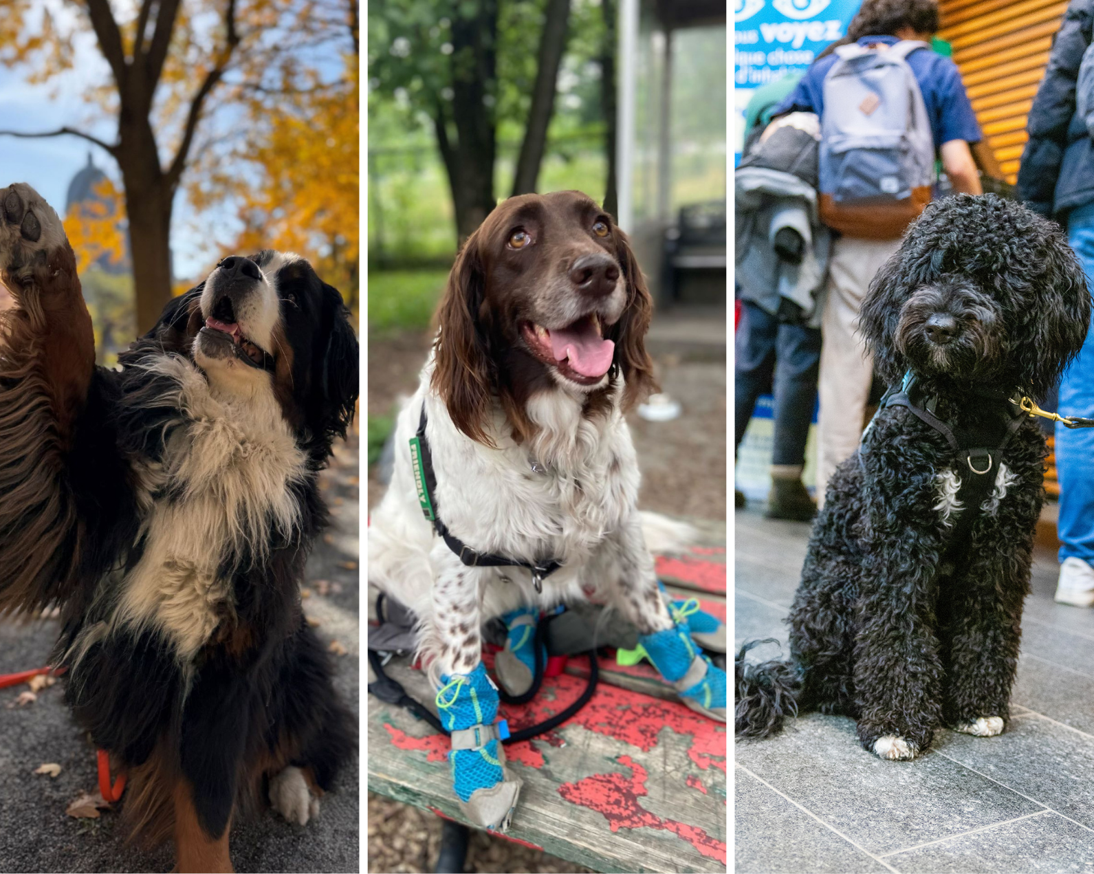 All fur one and one fur all: Meet the pets of Shuffle 2025