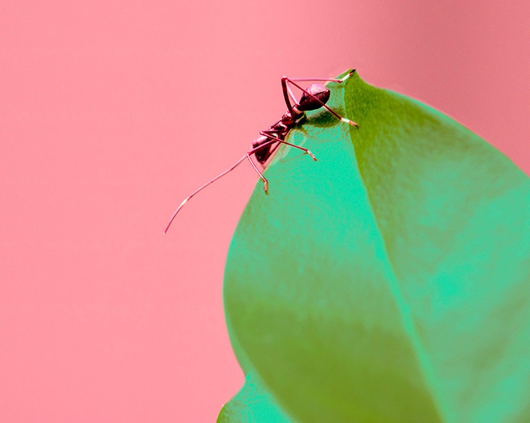 La réaction des fourmis aux perturbations de l’habitat naturel en dit beaucoup sur leur évolution, selon un chercheur de Concordia