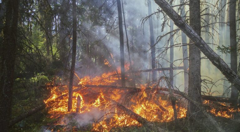 Brûlage d'herbe et de bois dans une forêt canadienne