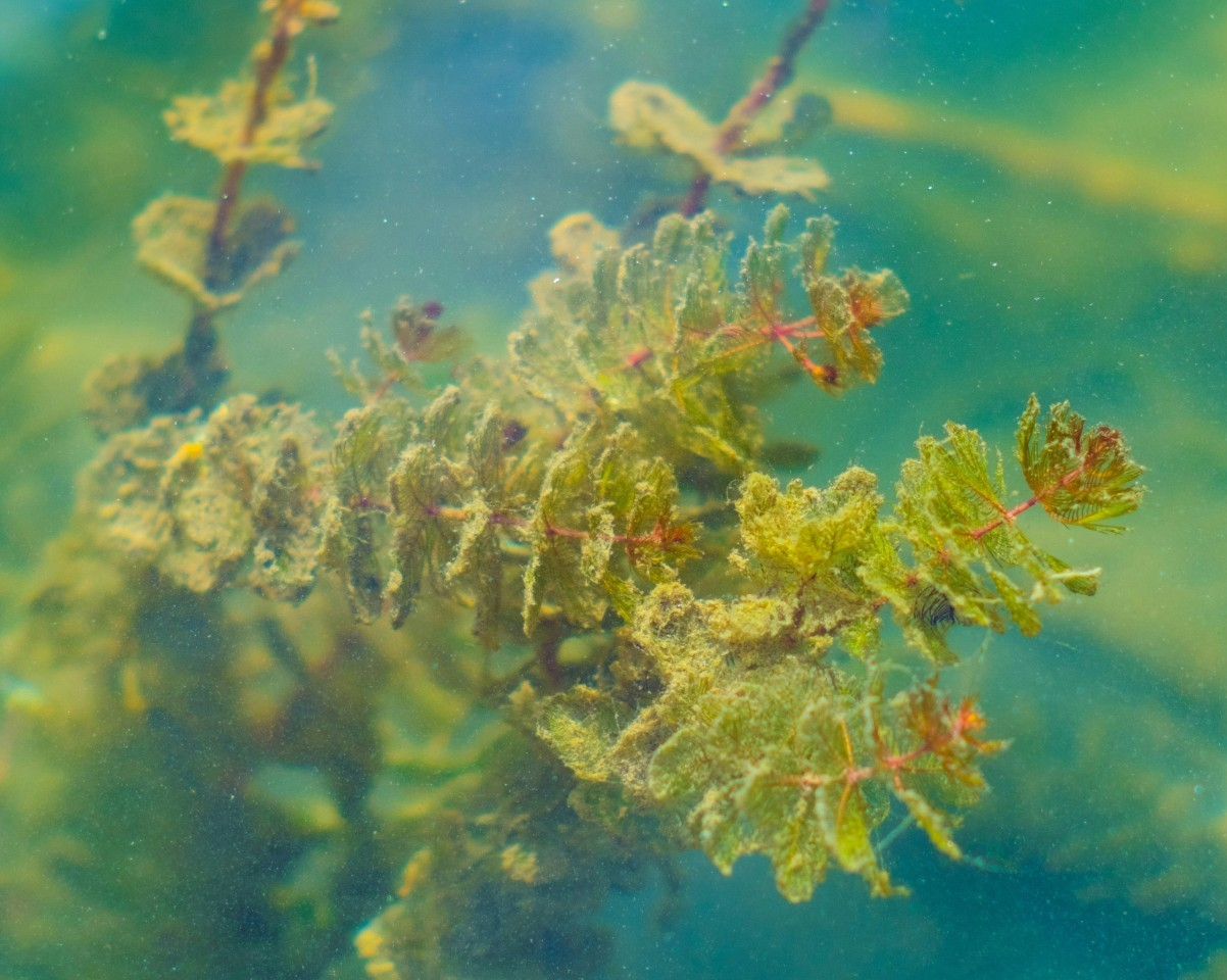 Les algues présentent un réel potentiel comme source d’électricité renouvelable, selon une nouvelle étude de l’Université Concordia