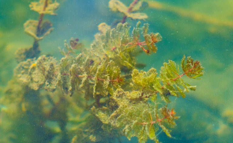 Algues sous-marines