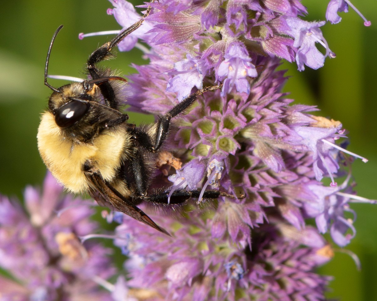 Les abeilles sauvages se portent mieux lorsque le milieu floral est diversifié, selon une étude de l’Université Concordia