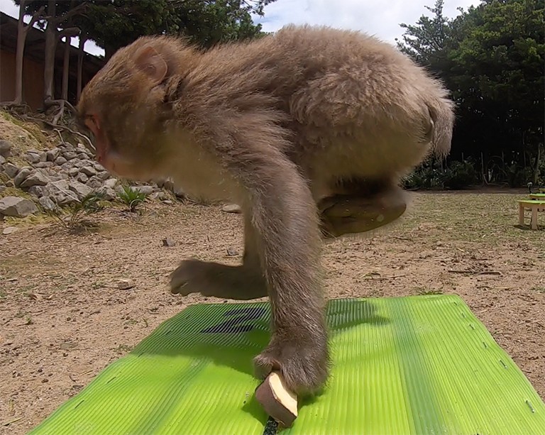 A Japanese macaque monkey jumping between its hands