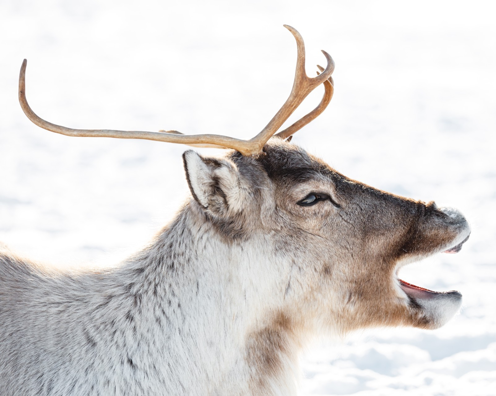 Reindeer vocalisation can offer cues to potential mates, Concordia study says